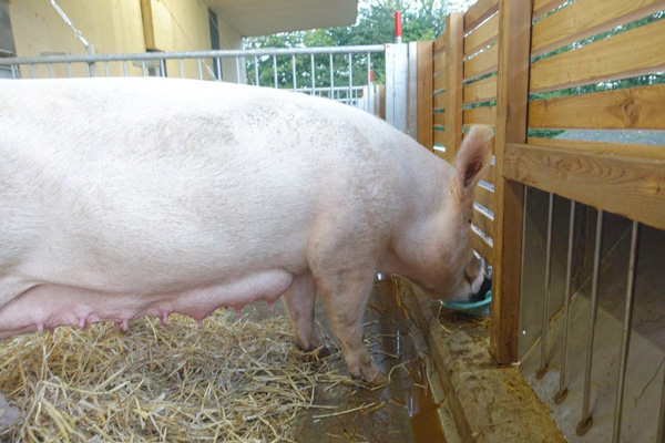 Bio Bodensystem 11 Bio Bodensystem 11